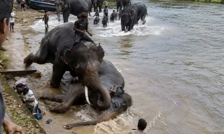 Turista queda atrapada en pelea de elefantes en la India y muere aplastada