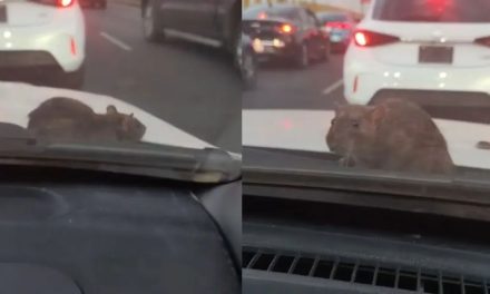 Rata sorprende a pareja en pleno tráfico y desata pánico en redes sociales