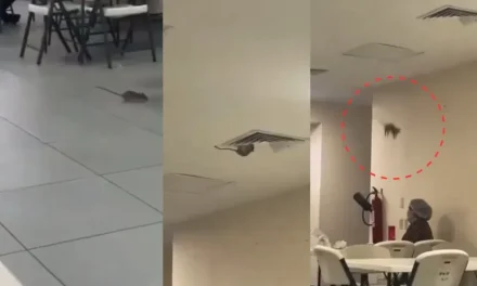 ¿No tienen un pedacito de queso? Aparece rata en el hospital del IMSS en Sonora