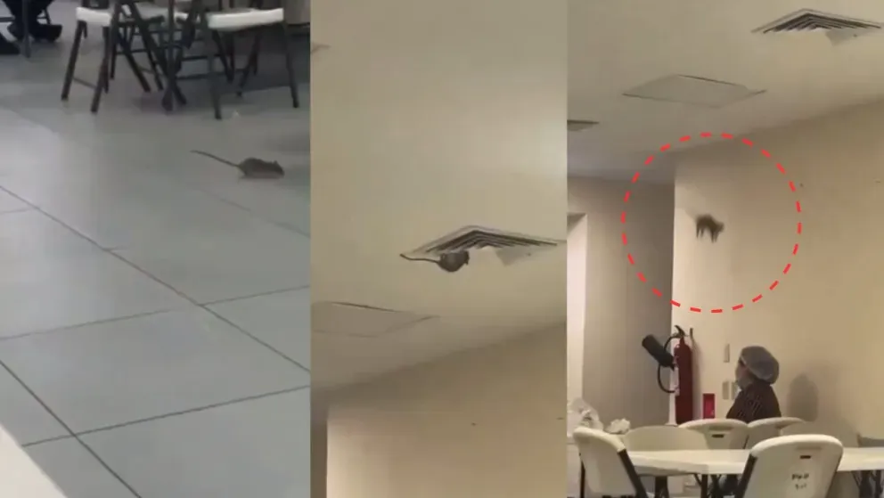 ¿No tienen un pedacito de queso? Aparece rata en el hospital del IMSS en Sonora