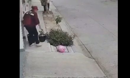 Mujer que repartía propaganda de Morena en Sinaloa aprovecha para robar plantas de una casa (video)