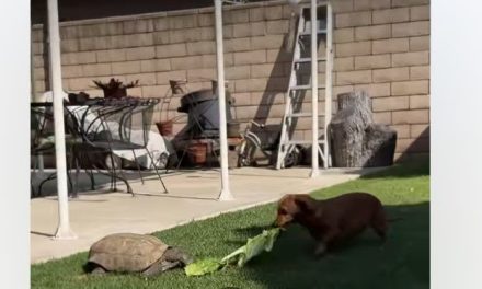 Perrito realiza el ‘robo’ más tierno; le quita a una tortuga su lechuguita (video)