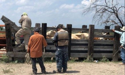 Inician campaña contra el gusano barrenador en el Ejido Palaú