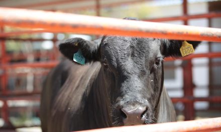 Aumentan casos activos de gusano barrenador en Coahuila