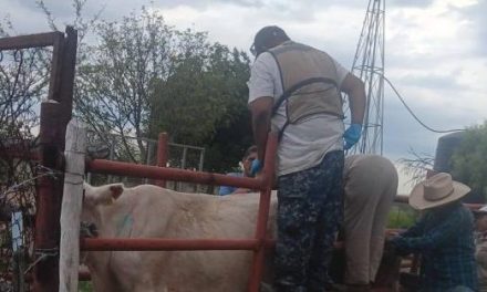 Realizan campaña de control del gusano barrenador en Palaú