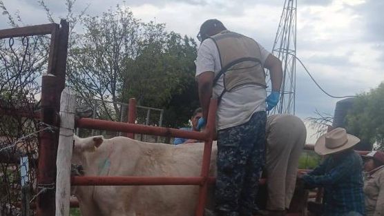 Realizan campaña de control del gusano barrenador en Palaú