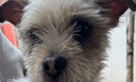 Control Canino de Torreón ofrece servicios veterinarios gratuitos