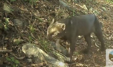 Hidalgo confirma presencia de las 6 especies de felinos de México tras avistamiento de yaguarundi