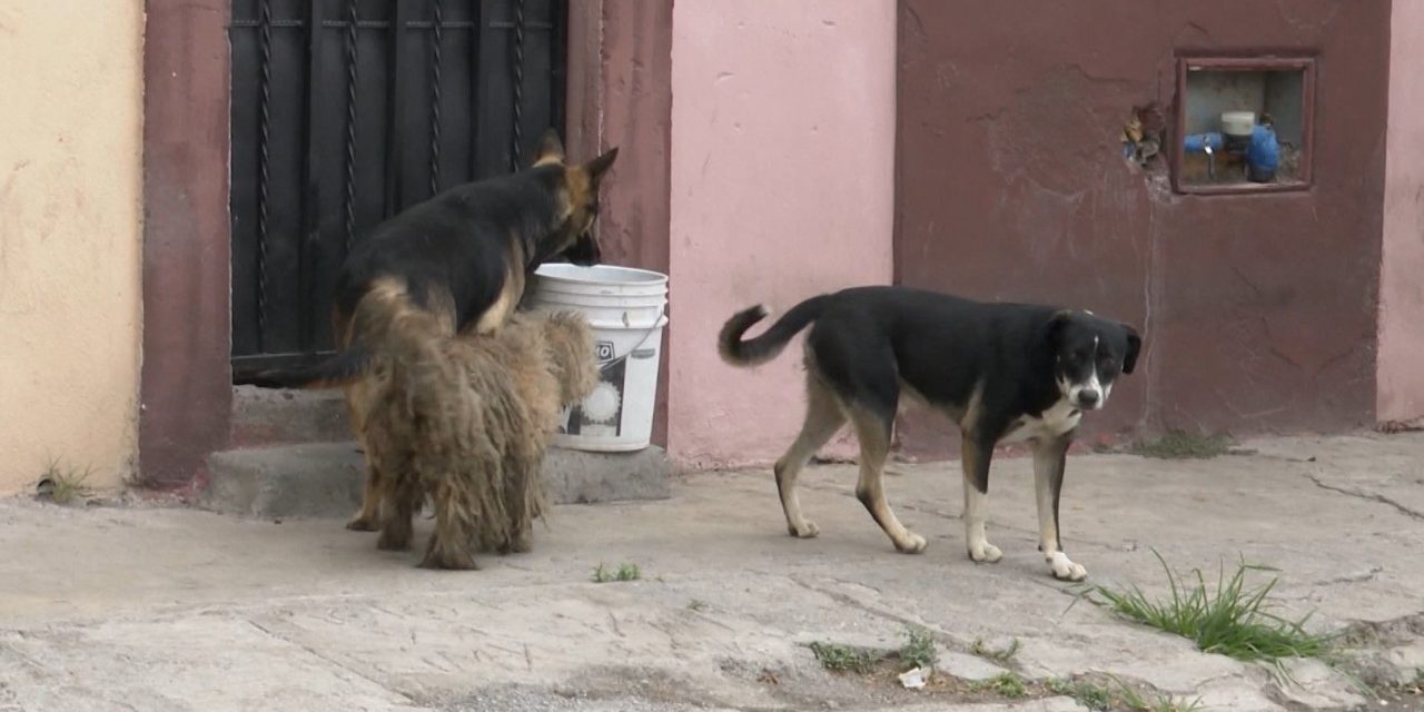 La rickettsia cobra más vidas