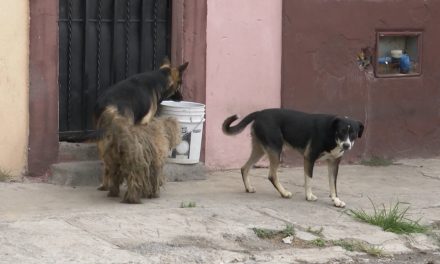 La rickettsia cobra más vidas