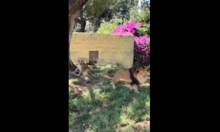 ‘Levántese, wey’; Lanzan piedra a león en el Zoológico de Guadalajara y causa indignación