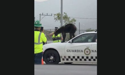 Oso sorprende al ser visto encima de patrulla de la Guardia Nacional en la Saltillo–Monterrey