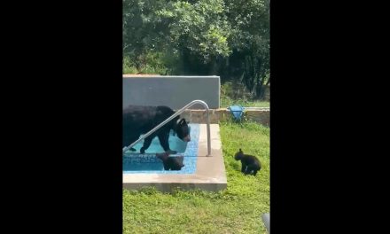 Captan a mamá osa y sus oseznos refrescándose en una piscina al sur de Monterrey