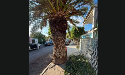 Saltillo: Palmera genera afectaciones en banquetas de la colonia Benito Juárez