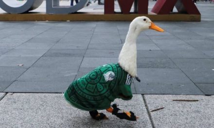 Rechazan vender al pato Merlín pese a oferta de 800 mil pesos de Poncho De Nigris