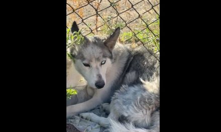 Perrita recibe ayuda gracias a la señal de RCG Media