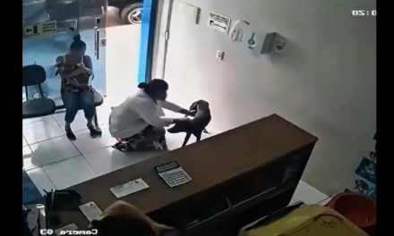 Perro callejero ingresa a veterinaria y pide que lo atiendan (video)