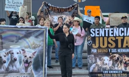 Rescatistas exigen pena máxima para presunto responsable de maltrato animal