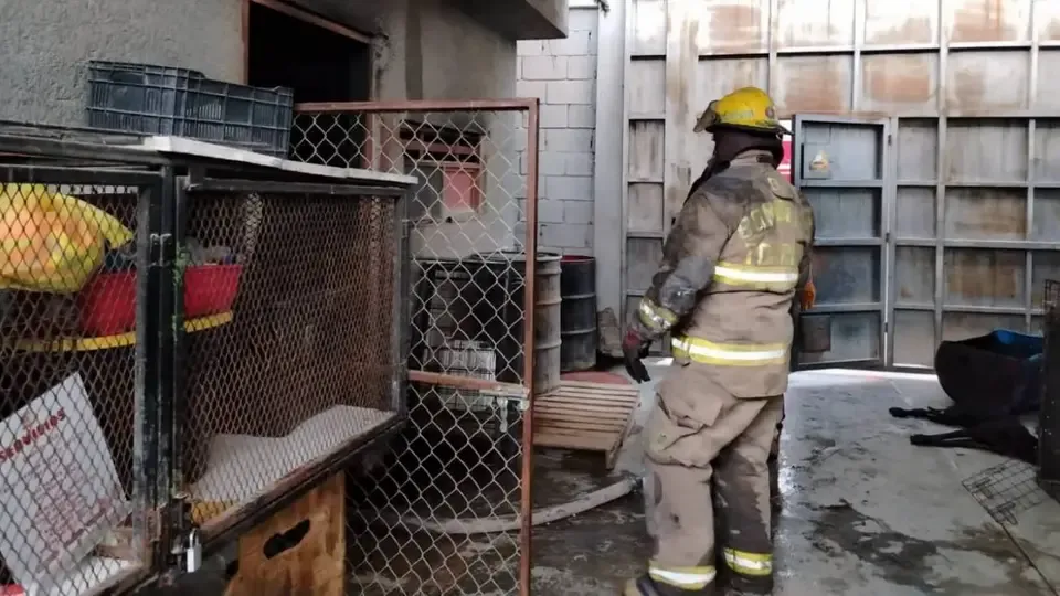 Incendio en albergue canino de Torreón deja 13 perros muertos