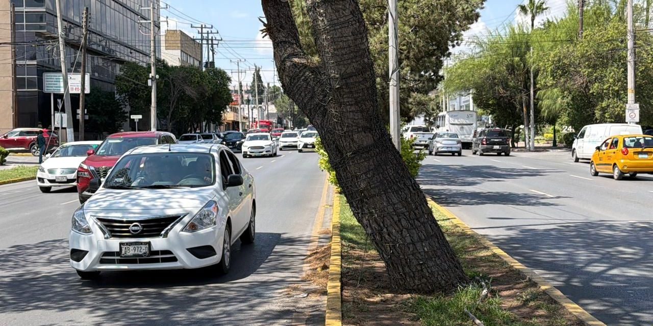 Podarán árbol en el camellón central de V. Carranza entre Luis Echeverría y Reynosa
