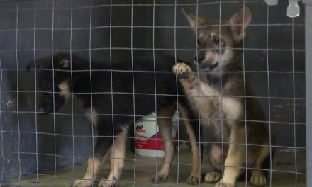 Disminuye la adopción de perros en Ramos Arizpe