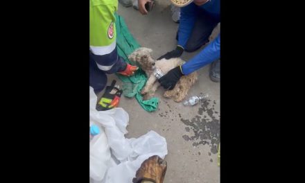 Rescatan con vida a un perro tras permanecer 29 días bajo los escombros por los terremotos de Venezuela