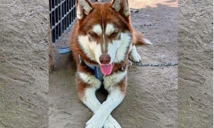 Pensión alimenticia para mascotas en México: Juez de Tabasco dicta histórico fallo en beneficio de un perro Husky