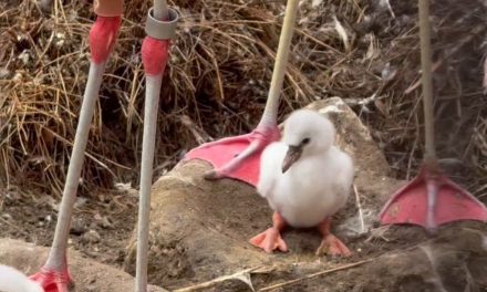 El Zoológico de San Francisco recibe a cuatro polluelos de flamenco chileno tras casi una década sin nacimientos