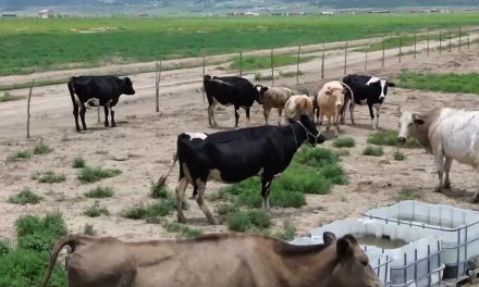 Fueron insuficientes las lluvias para abatir la sequía en Coahuila