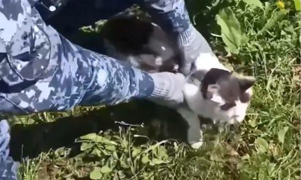 Autoridades rusas frustran envío de drogas ocultas en el collar de un gatito