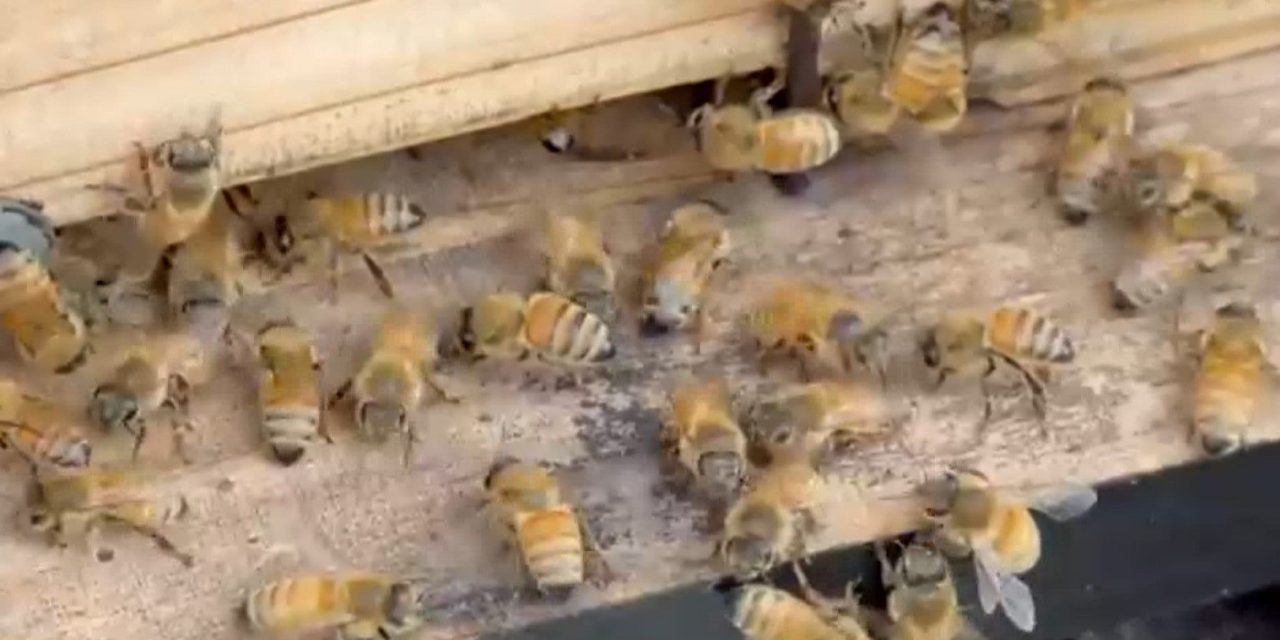Incrementa presencia de abejas en Saltillo