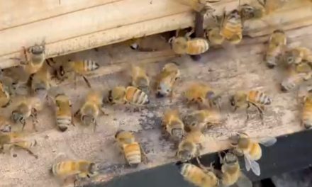 Incrementa presencia de abejas en Saltillo