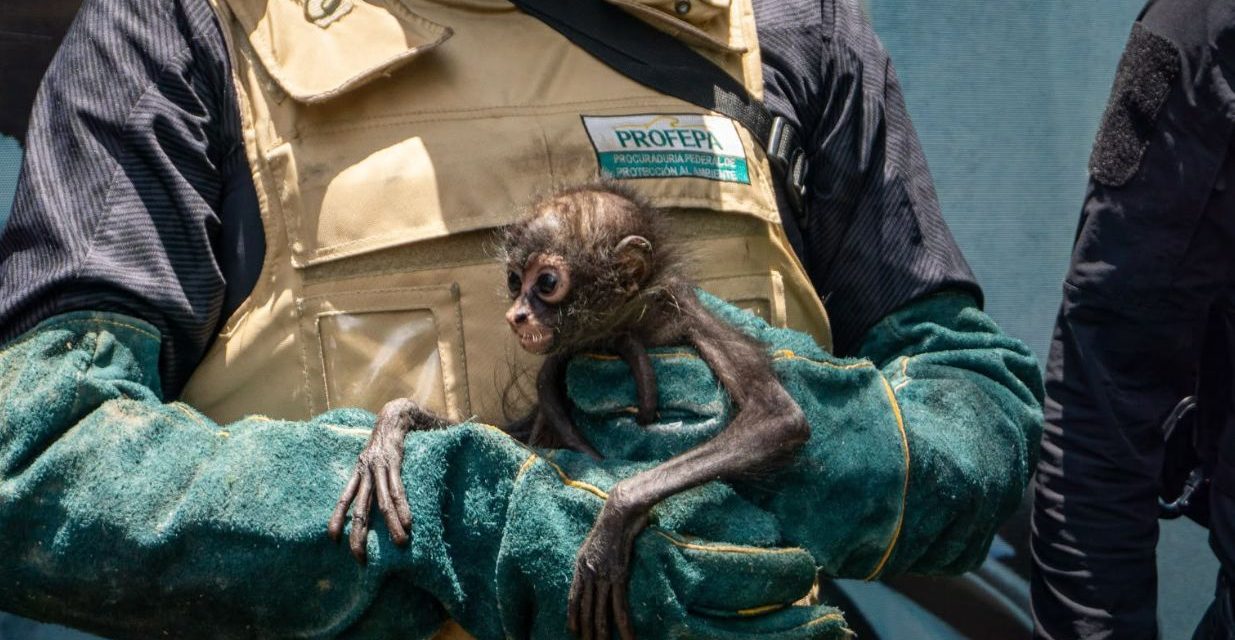 Rescatan mono araña en estado crítico en Michoacán; imputan a dueño