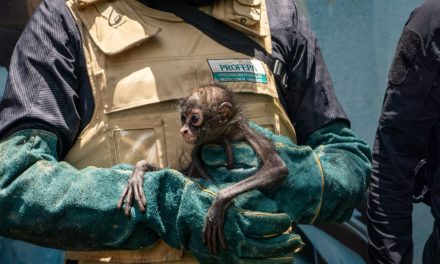 Rescatan mono araña en estado crítico en Michoacán; imputan a dueño