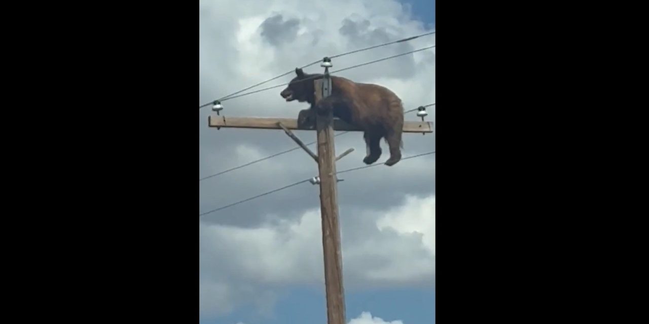 Oso le gana a la IA y es captado en la cima de un poste en una carretera de Nuevo México