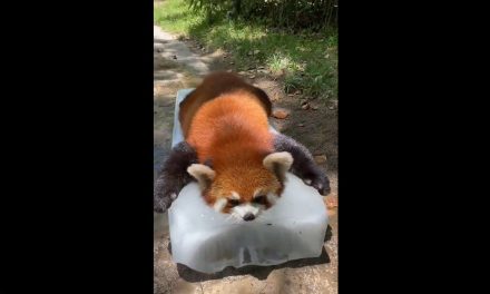 Implementan cama de hielo para resguardar a un panda rojo ante la ola de calor en Japón