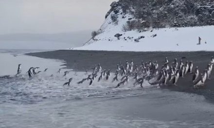 Cientos de pingüinos papúa asombran por su sincronía al emerger en Isla Martillo en Argentina (video)