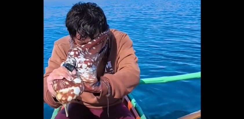 Video: Pulpo se defiende de pescador y se adhiere a su cara en playas de Filipinas