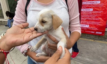 Ofrecerán curso gratuito de tanatología por pérdida de mascotas