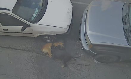 Saltillo: Pitbull se convirtió en el terror de vecinos en la colonia Teresitas