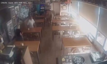 Toro irrumpe en un bar en España y un mesero evita una tragedia