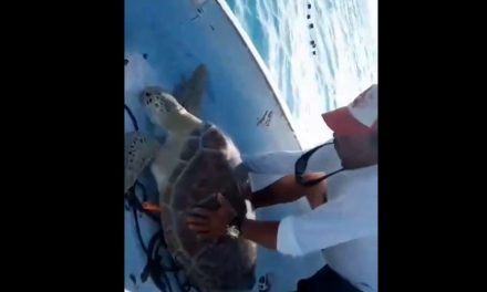Pescador salva a una tortuga tras aplicarle maniobras de reanimación