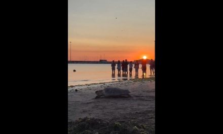 Liberan a una tortuga marina en Italia tras dos meses de rehabilitación