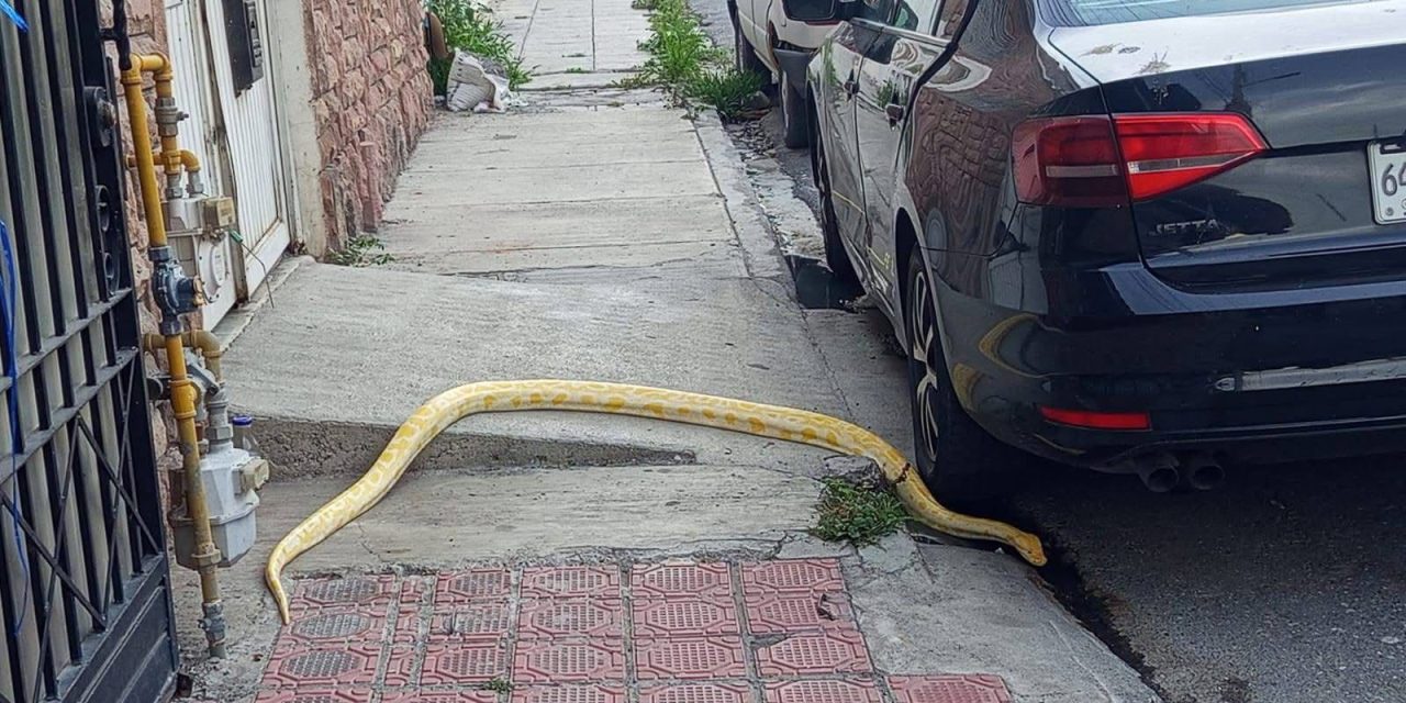 Aparece una víbora en pleno centro de Saltillo