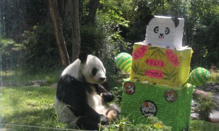 La panda Xin Xin cumple 36 años en Chapultepec, es una de las más longevas