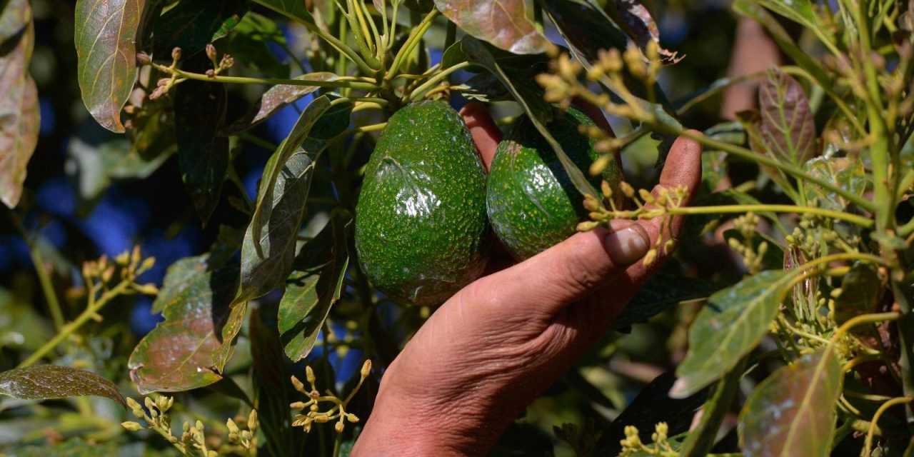 Estados Unidos reanudará importación de aguacate de Michoacán