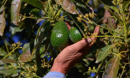 Estados Unidos reanudará importación de aguacate de Michoacán