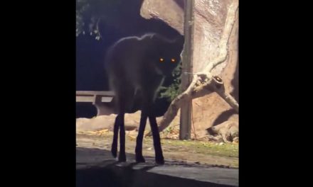 ¿Un lobo gigante? Video de aguará guazú causa furor en internet