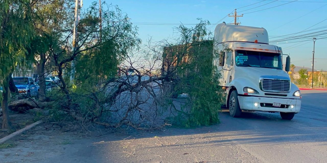 Árbol amanece caído sobre Isidro López en la colonia Brisas