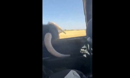 Un toro embiste un automóvil y rompe una ventanilla en España